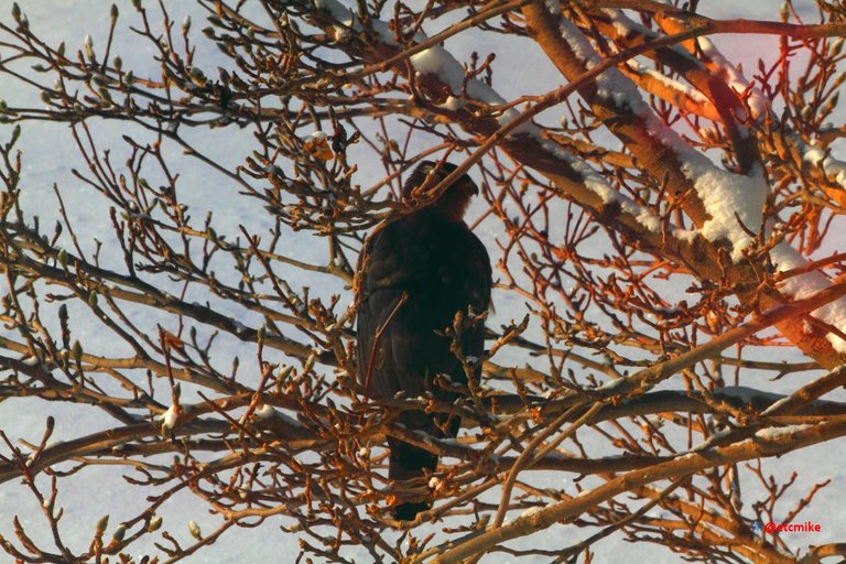 project feederwatch coopers hawk image.jpg